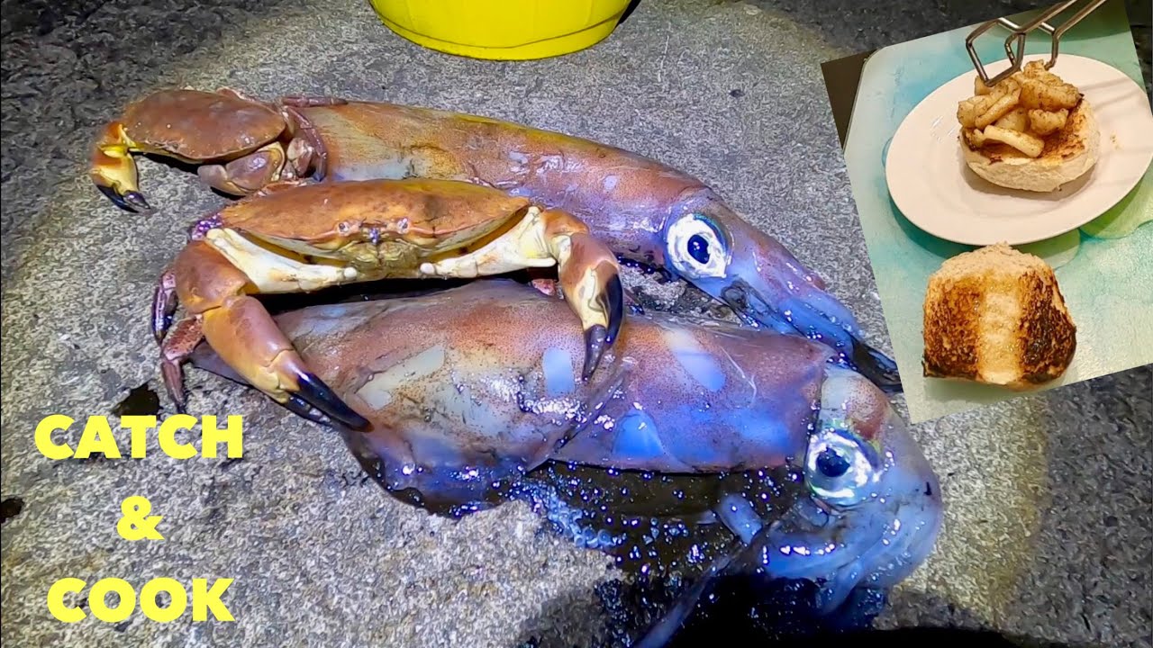 Squid - Catch Clean Cook , Crab , Conger & Squid fishing , Honey Squid Sandwich!