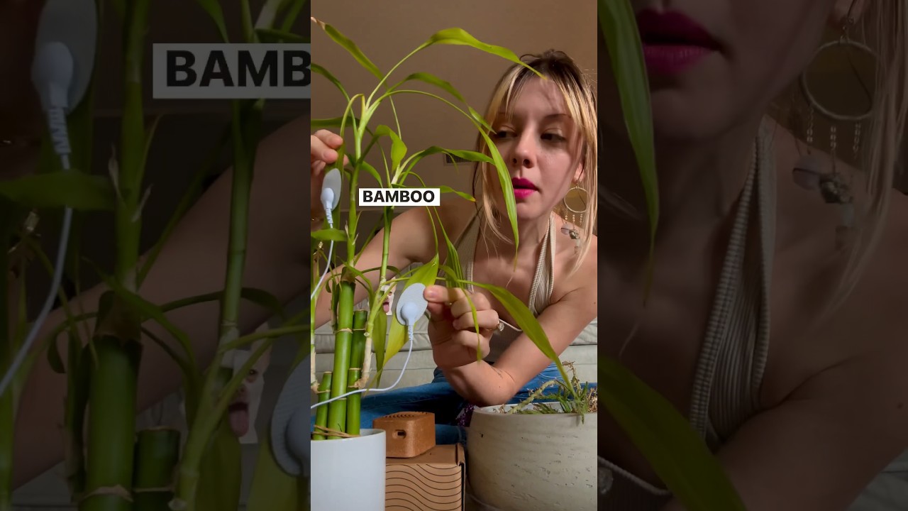 Будет ли этот бамбук петь? 🎍Давайте послушаем PlantWave. #музыкарастений #волнарастений #бамбук #...