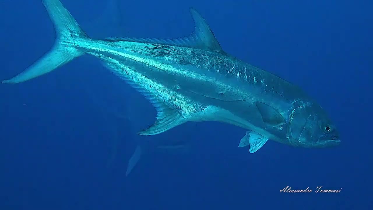 Diceva Cousteau....