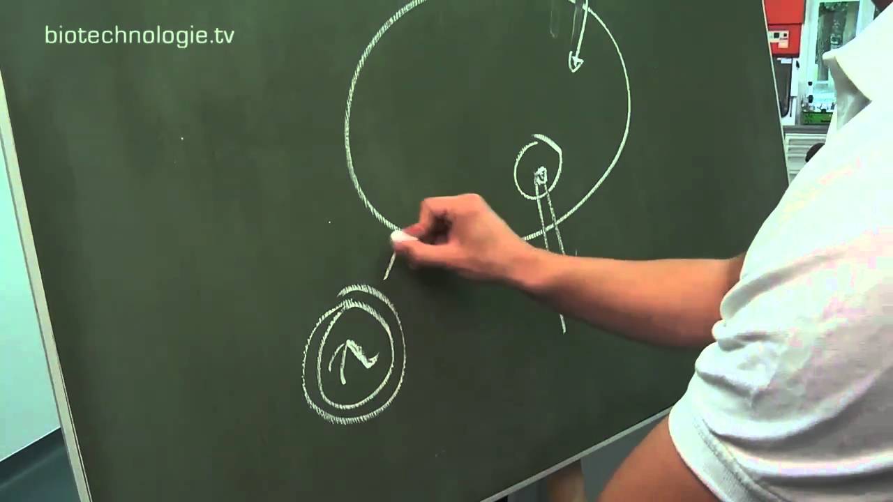 Kreidezeit 55: Transfektion