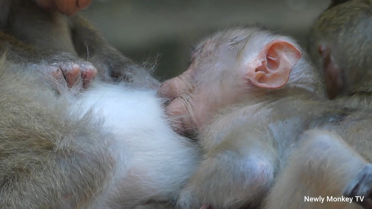 Bravo! New pregnancy monkey finally allow babe Nori get breastfeeding milk, Babe Nori milks new mom