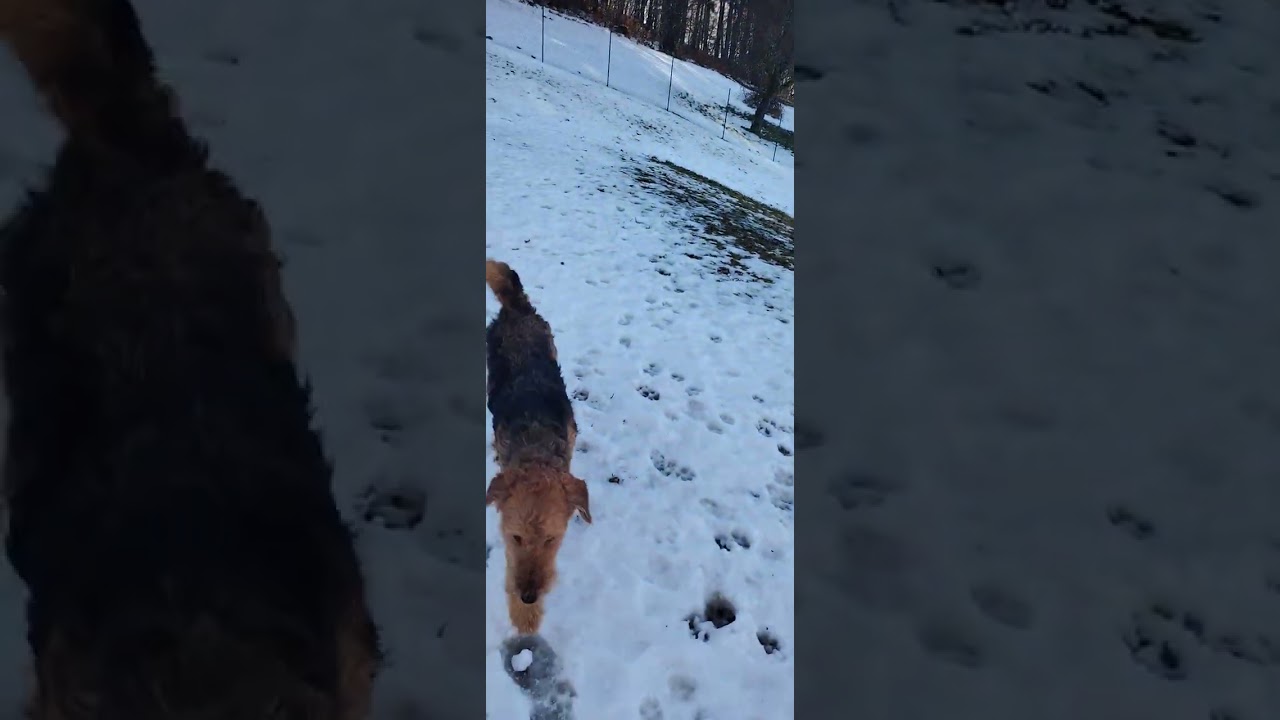 Мы опять переехали.  #собаки  #кошки #doglife #питомцы