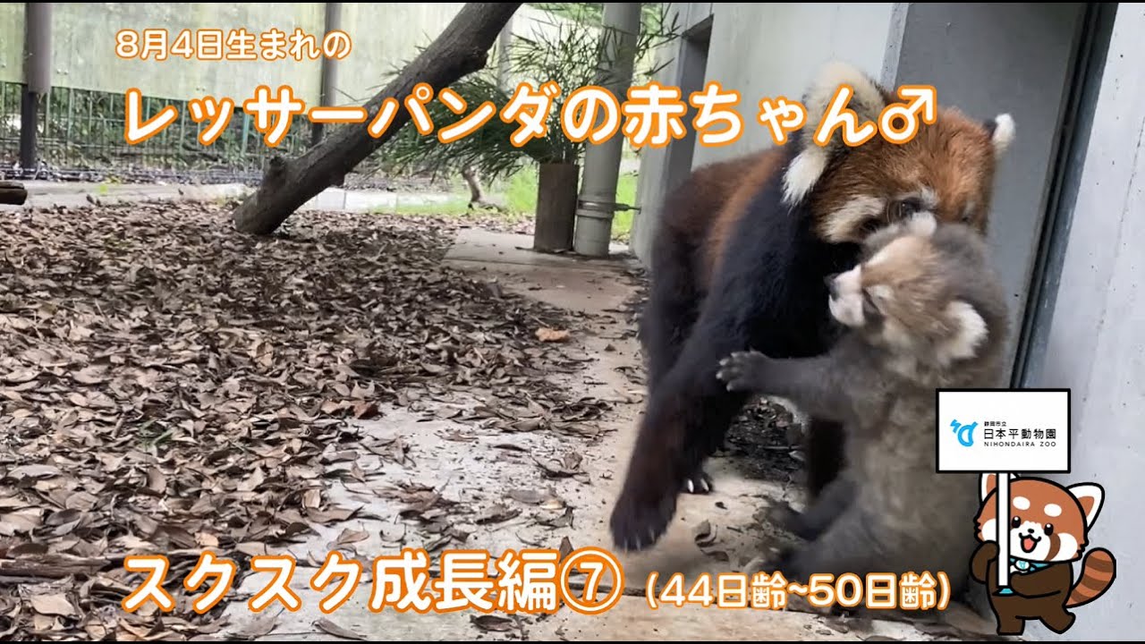 【日本平動物園】レッサーパンダの赤ちゃん『スクスク成長編』⑦（44日齢～50日齢）