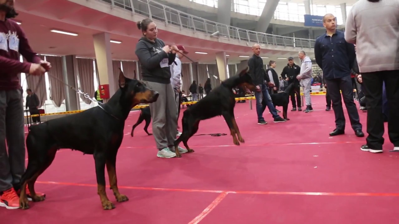 CACIB 2017 BLACK  FEMALE OPEN CLASS