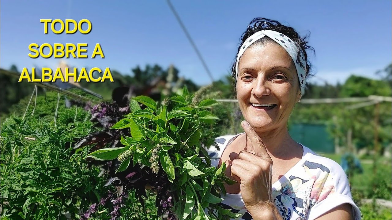 COMO COIDAR A ALBAHACA  🌱 coidados, esquejes, sementes, poda...  || {NUSKA}