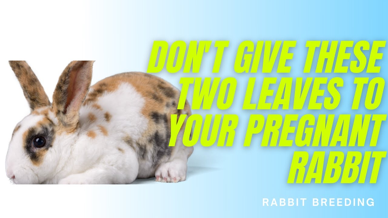 Bad Leaves for Pregnant Rabbit