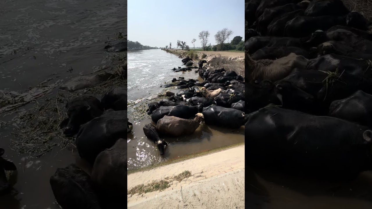 Emergency Situation as Thingi Canal Water Reaches Dangerous Level
