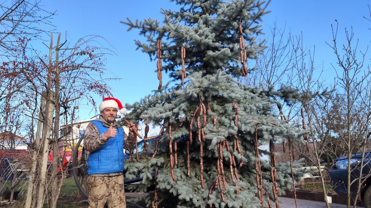 BRADUL CU CÂRNAȚI 🌲AFUMĂTURI🐷