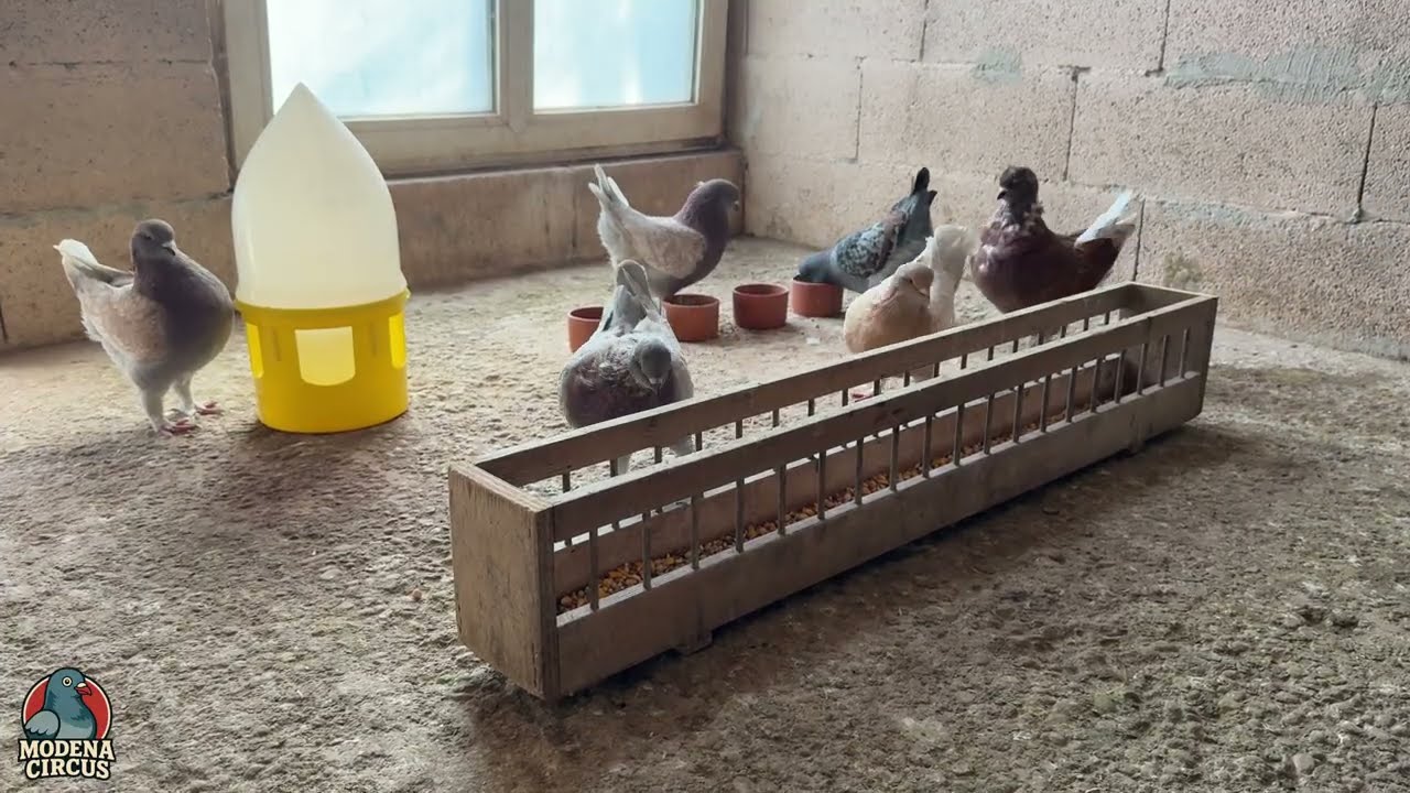 Feeding Time with My Modenas | Fancy Pigeon Breeds ⁴ᴷ