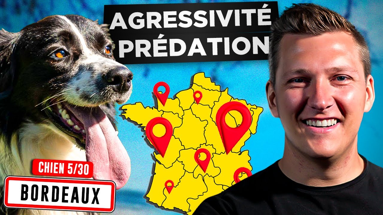 Agressivité Prédation, Chiens - Que Faire ? l Jour 5 : Tour de France Educ Dog
