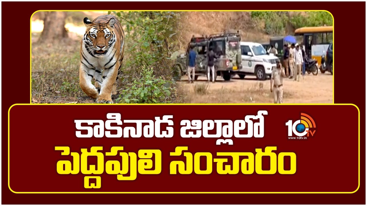 కాకినాడ జిల్లాలో పెద్దపులి సంచారం | Tiger Hulchalin Kakinada District | 10TV News