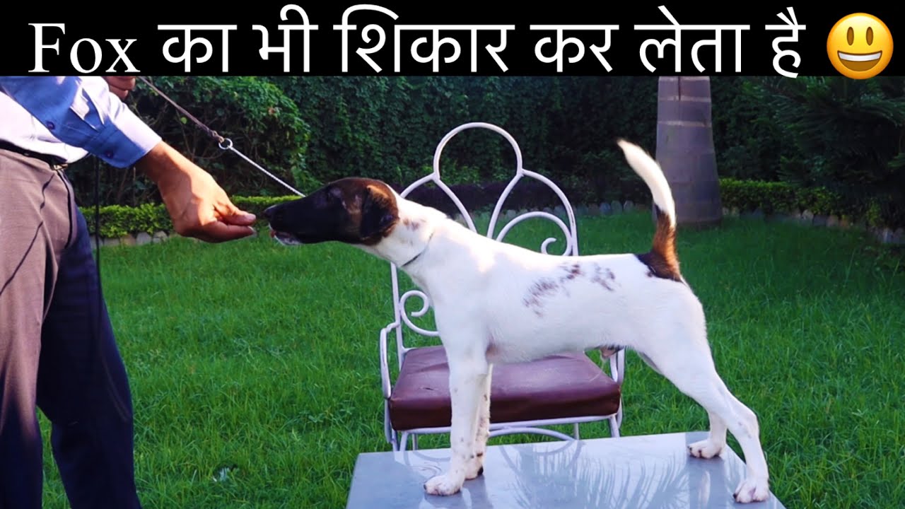 दुनिया का सबसे बड्डा शिकारी Fox Terrier 😬😬😬
