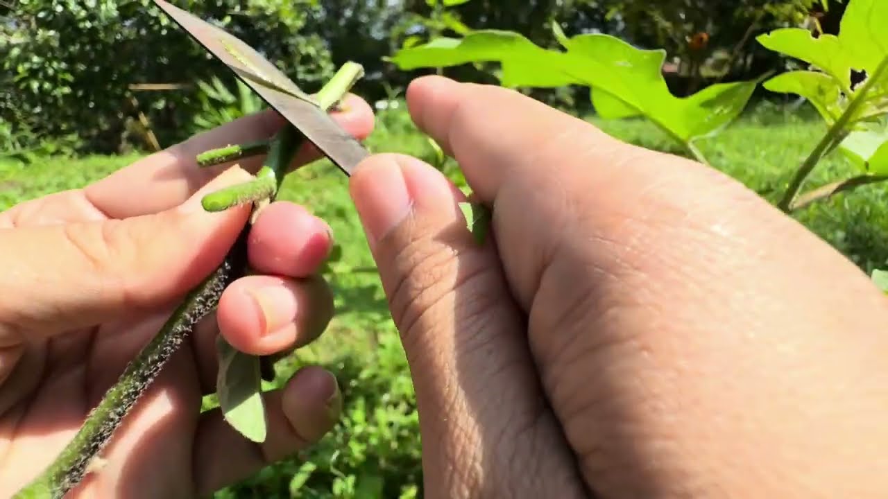 Cara Sambung Terong Dengan Pokak // Dijamin Sukses