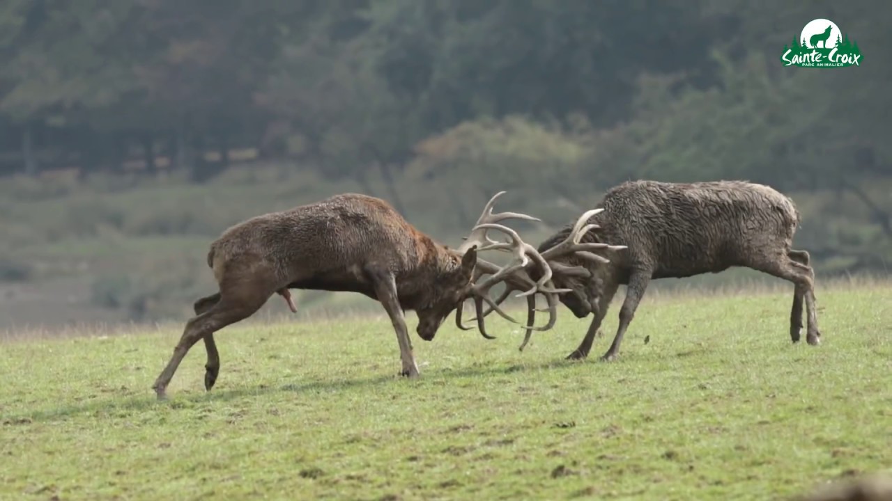 combat de cerfs au brame - parc sainte croix, septembre 2016