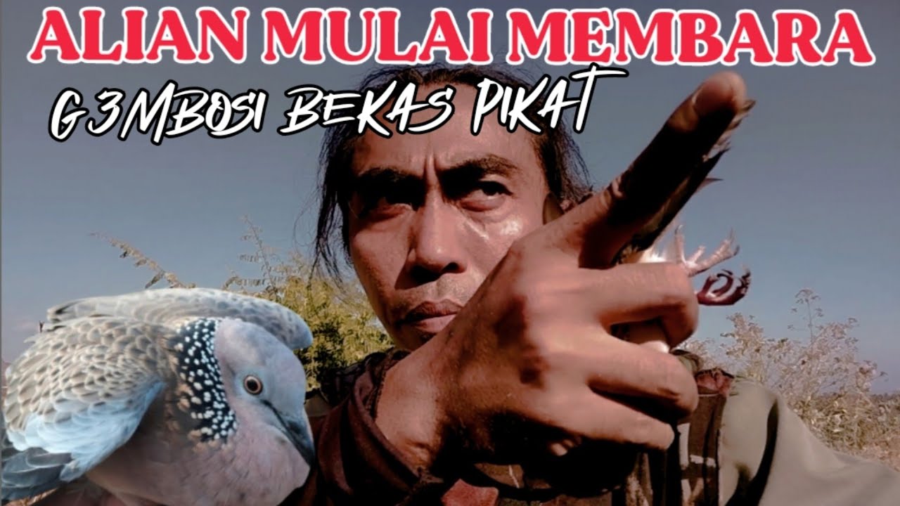 PIKAT TEKUKUR ALIEN BERTEMU TEKUKUR TEKUKUR MANSAK.