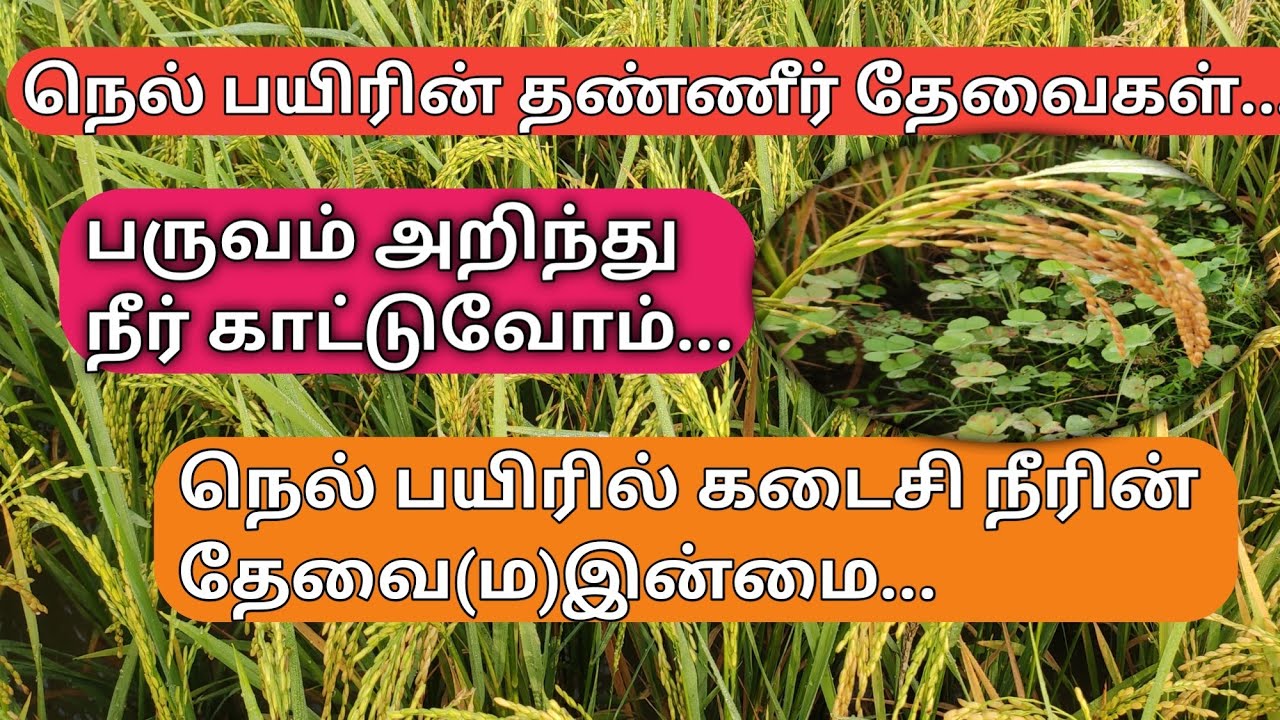 அடி நெல் முற்றியபின் நெல் வயலில் நீர் எதற்கு? | Paddy wster management