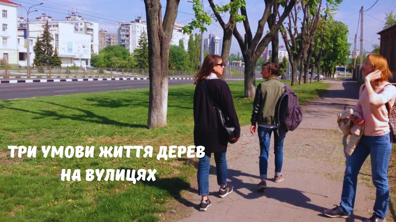 Три умови життя дерев на вулицях