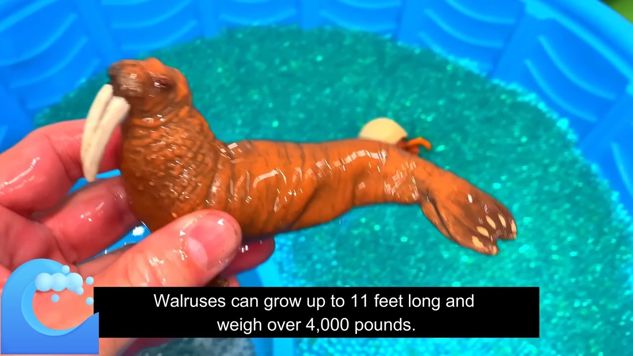 Muddy Sea Animal Rescue! 🧽 Fun Facts for Kids