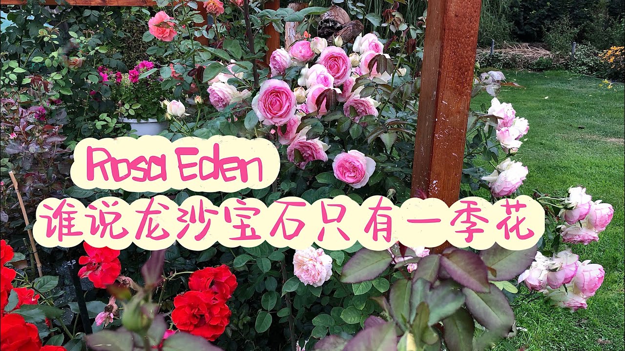 龙沙宝石Rosa Eden第二季花/夏季如何让月季不休眠/花期中是否可以施肥/施什么肥/入秋时可以埋缓施肥吗/夏季月季种植要点/31.08.2022