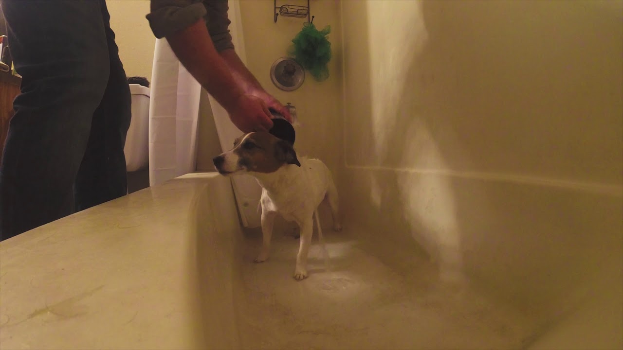Bath time with a jack russell terrier (Jake)