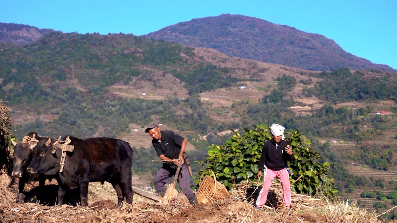 jungle man's farming in rural Nepal @junglefamilycooking