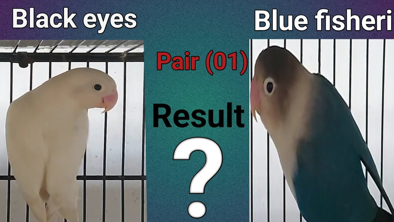 How to produce red eye |cheapest pairng|blue fisheri  &albino black eye split red eye paring result|