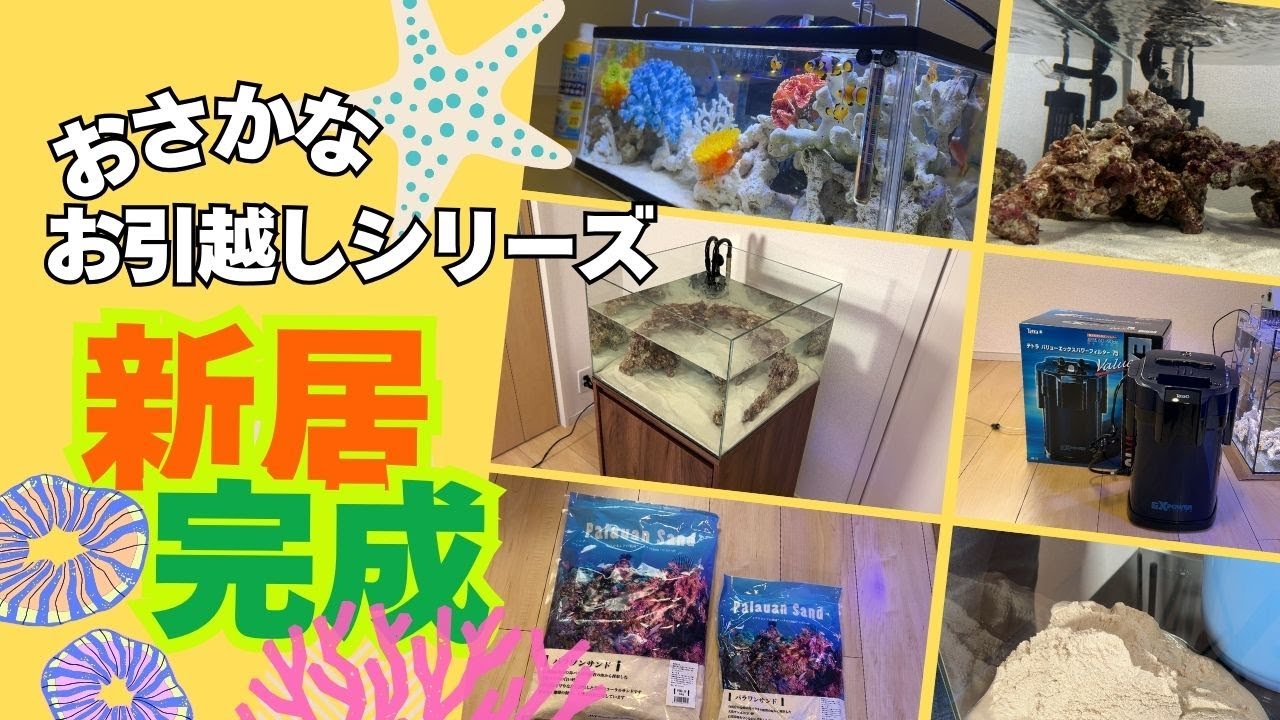 【アクアリウム】新しい水槽立上げついに完成！おさかなお引越し第四弾!