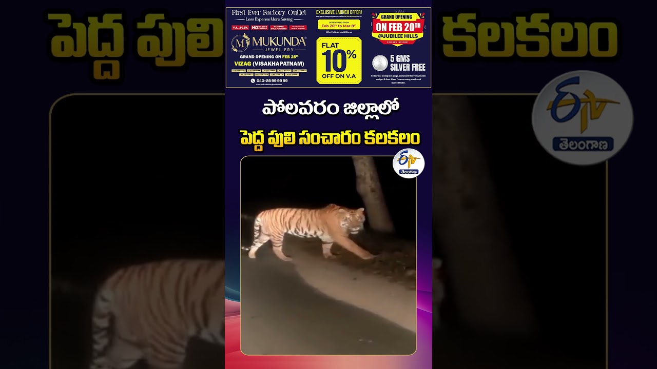 Tiger Roaming  in Polavaram District