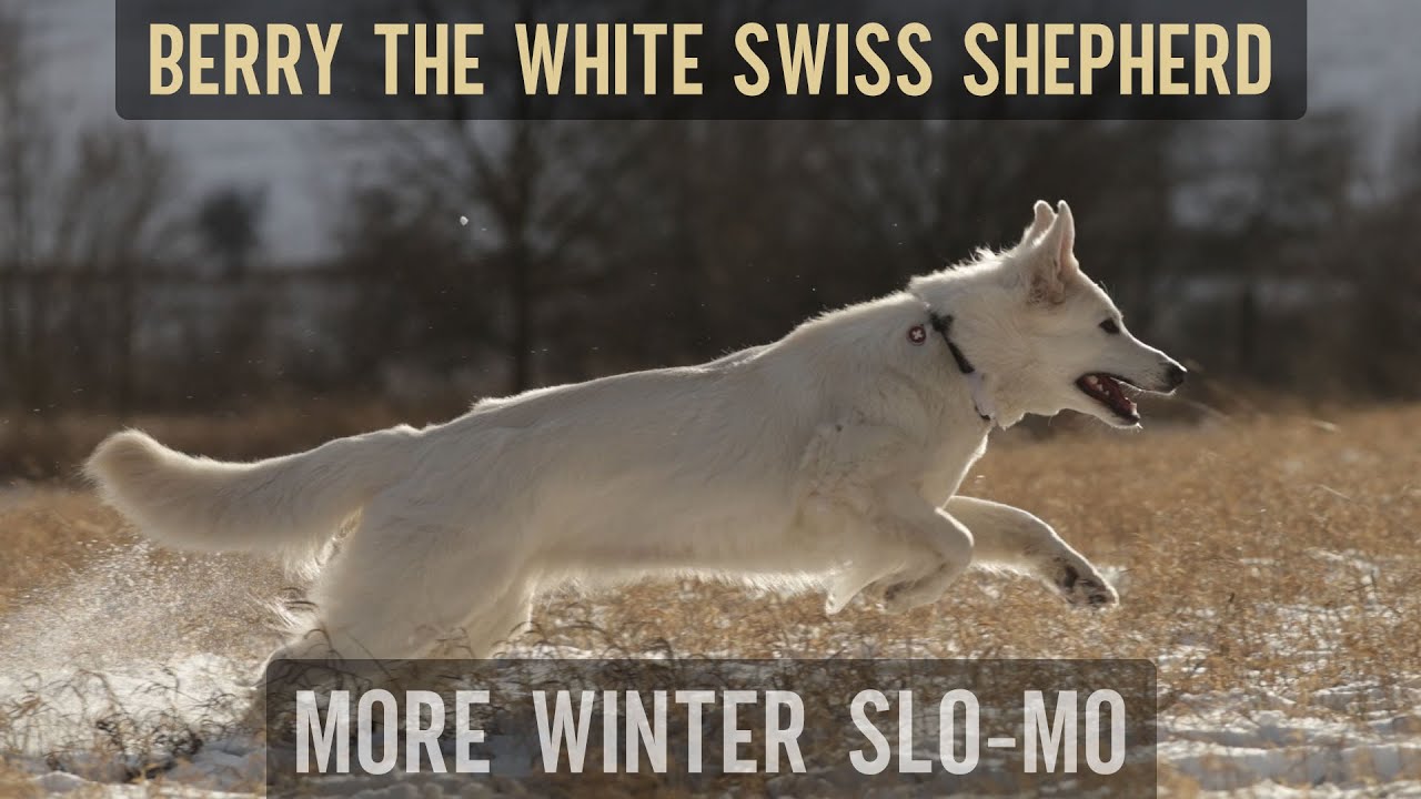 Berry the #WhiteSwissShepherd in a Winter #slowmotiondogs video