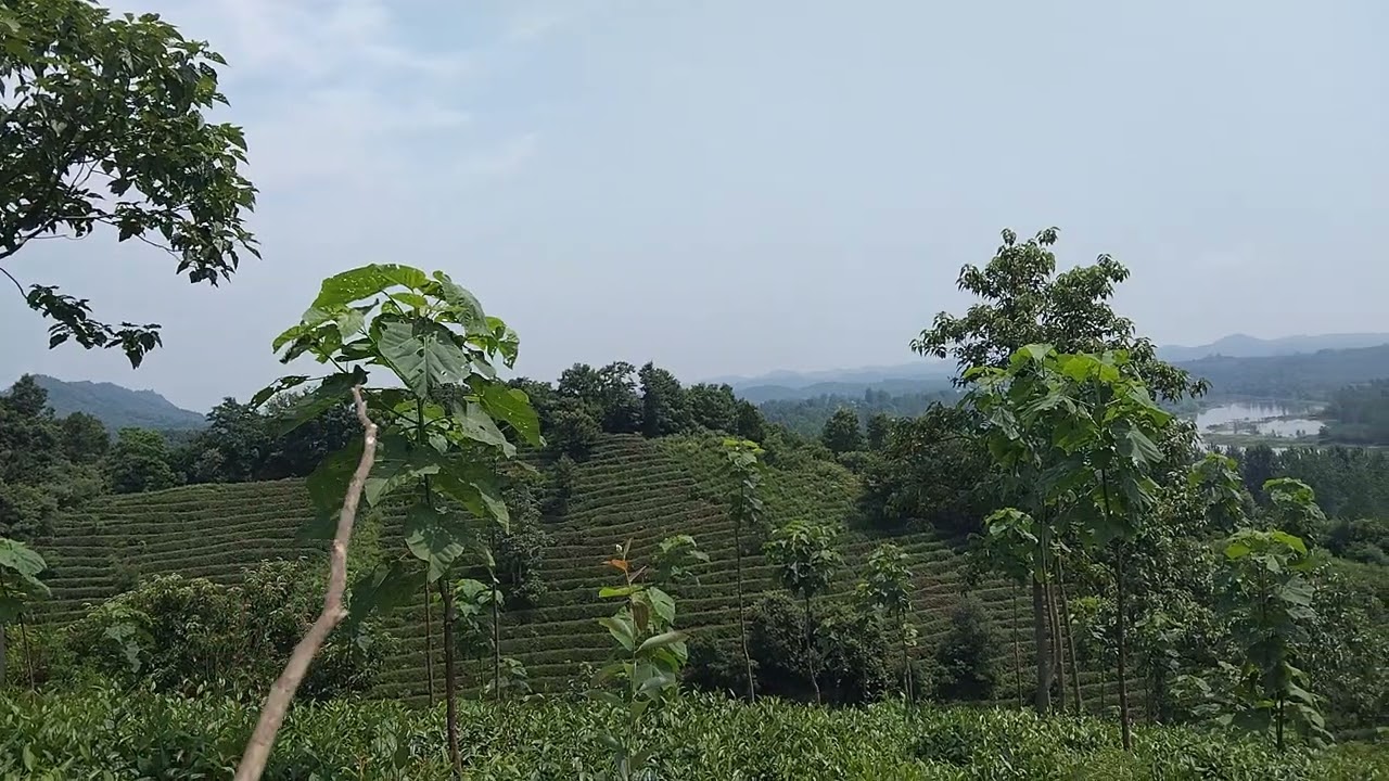 分享河南信阳毛尖茶山一处风水宝地#陶传鹏 #堪舆 #观山有术