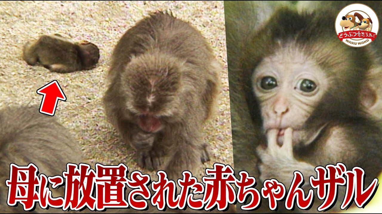 【あー無情】赤ちゃんを放置してエサに夢中の母ザル&ボスザルにラジコンカーを見せたら情けない姿に！高崎山のニホンザルたち【どうぶつ奇想天外／WAKUWAKU】