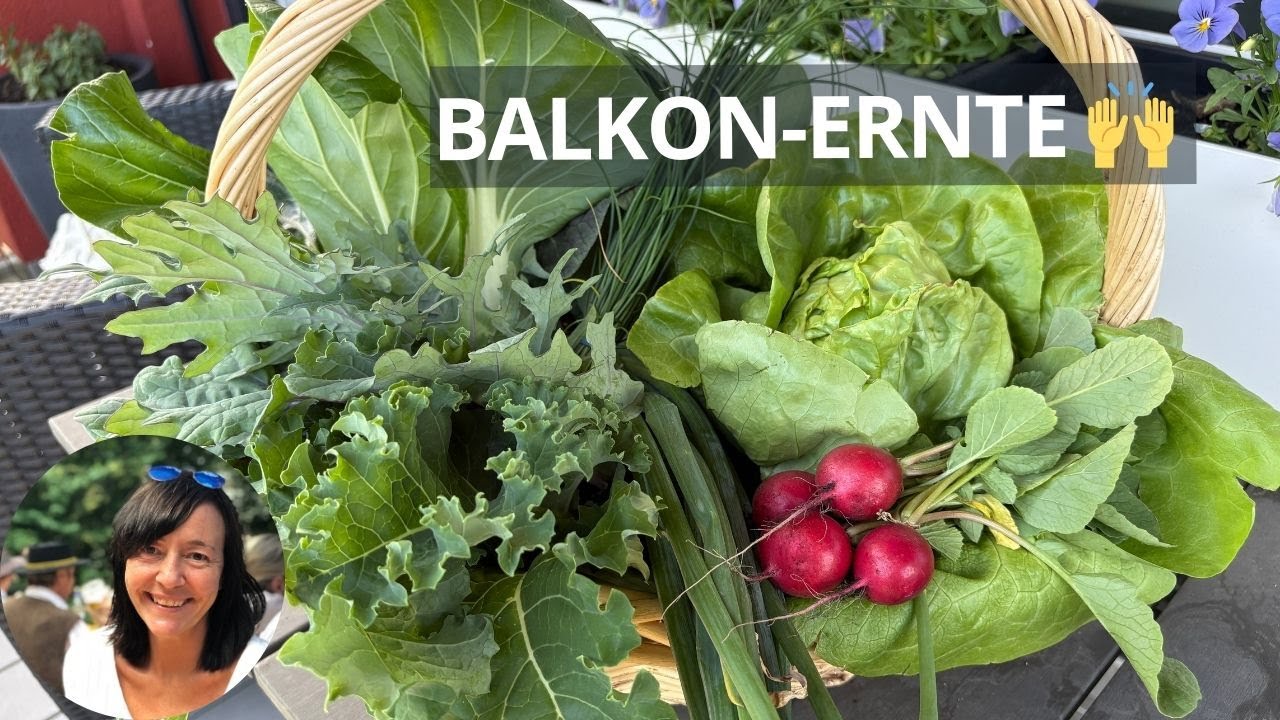 Balkon-Ernte Anfang Mai 2025 - sooo viel Ernte ohne Garten 🙌