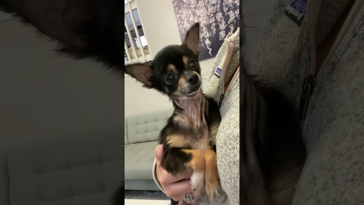 Life-Threatening Infection Causes Pup's Uterus To Fill With Bacteria & Pus, Risking Her Golden Years