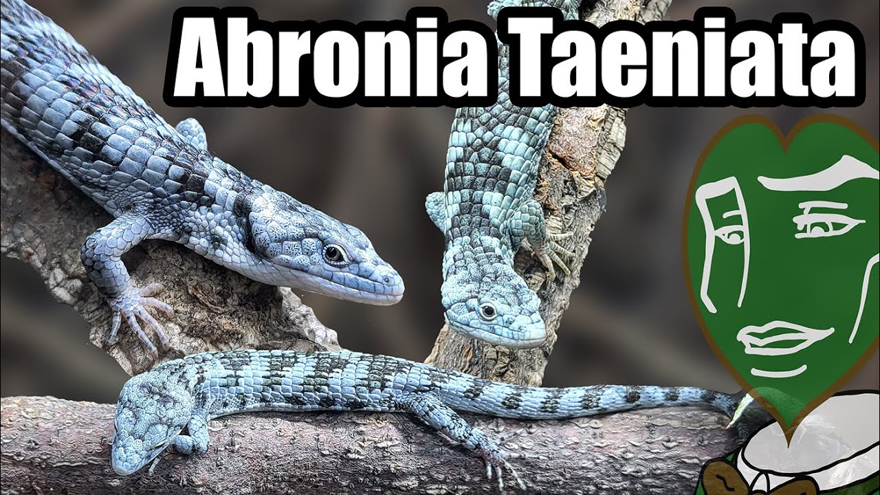 У меня есть немного абронии тениата