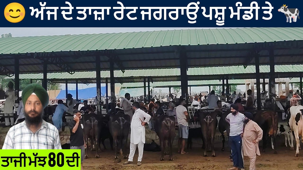 ਜਗਰਾਉਂ ਪਸ਼ੂ ਮੰਡੀ || jagraon Pashu mandi #buffalo  #cow