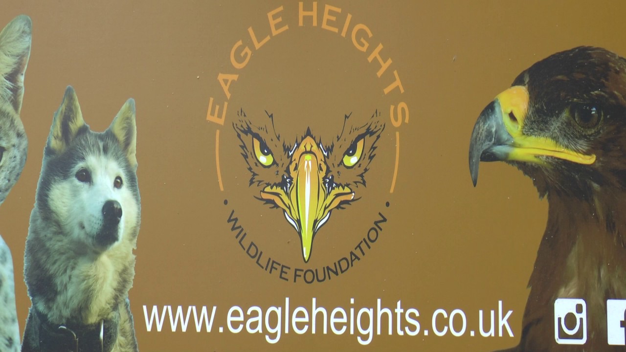 An eagle who disappeared from a Dartford sanctuary was found in Newcastle