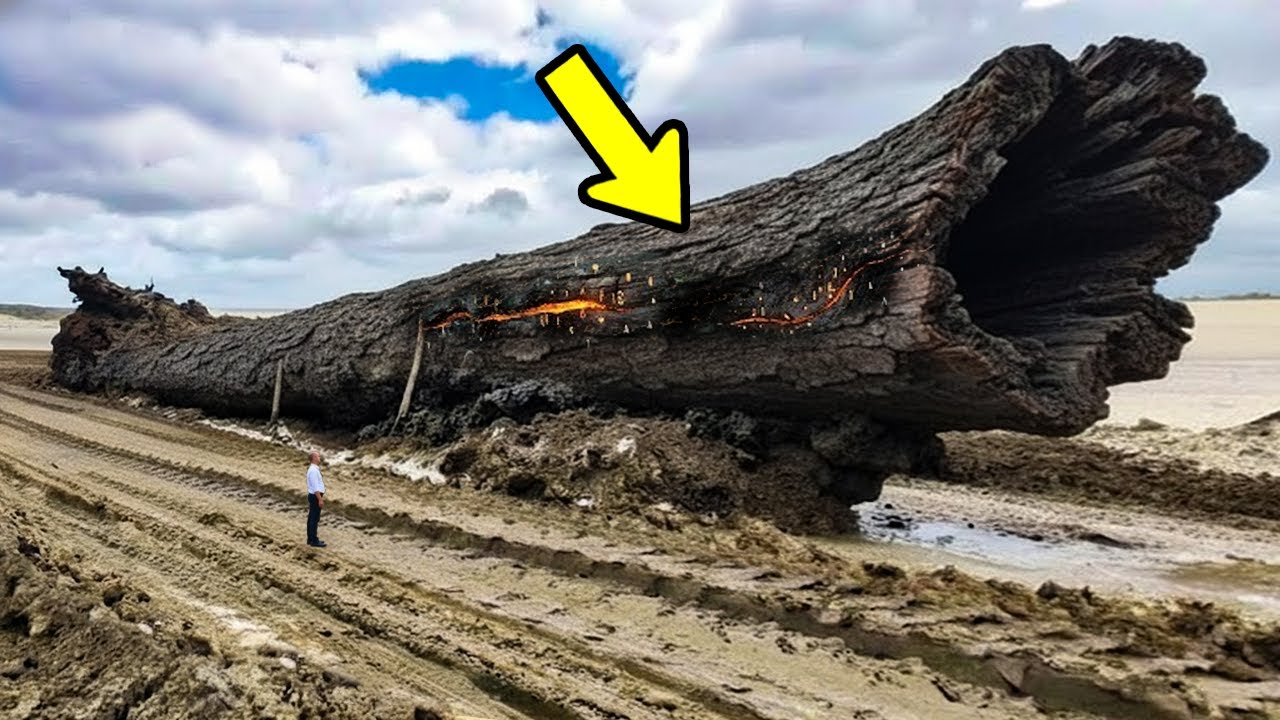 Scientists Found 42000 Year-Old Giant Ancient Tree That Holds A Secret About Earth's History