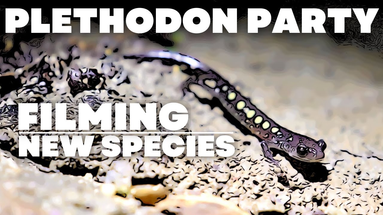 FILMING A NEW SPECIES! | Plethodon pauleyi
