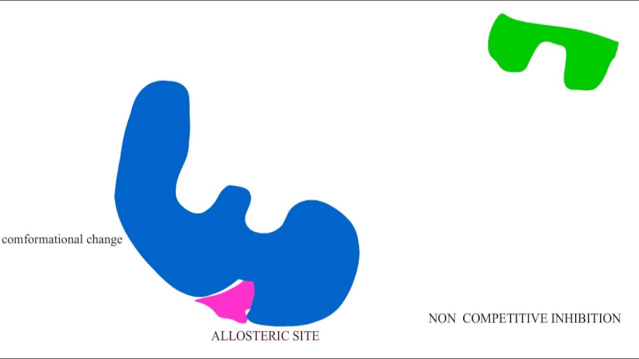 Competitive vs Non competitive inhibition