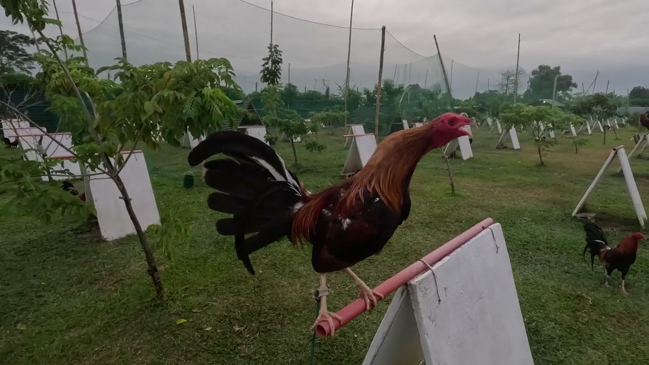 Tetans Gamefarm 
