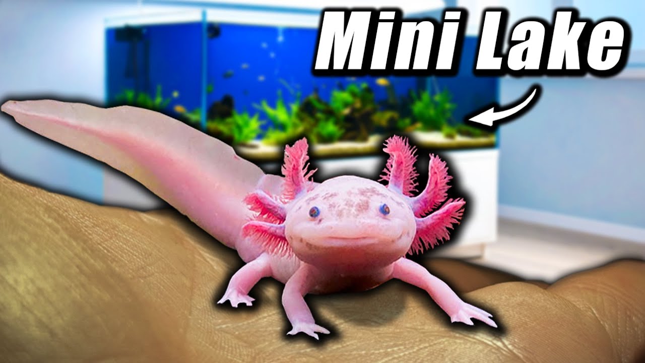 I Built a Tiny Lake for my Pet Axolotl