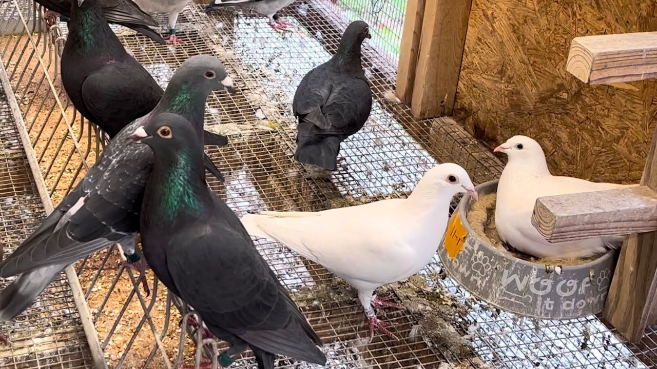 Training The Racing Pigeons and Flying the Birmingham Roller Pigeons