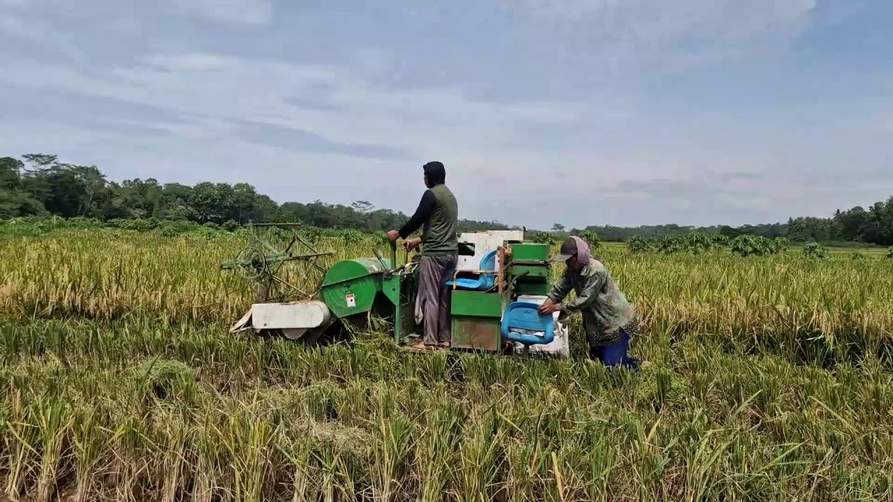 SUPER FAST RICE HARVESTING TECHNOLOGY USED BY MODERN FARMERS! - Agriculture Farming