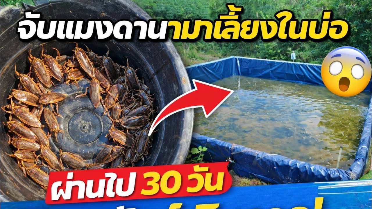 เปิดฟาร์มแมงดานา อาชีพใหม่ที่หลายคนยังไม่รู้  แต่จะทำไงให้เขาอยู่รอดและโตได้ #แมงดานา #สัตว์เศรษกิจ