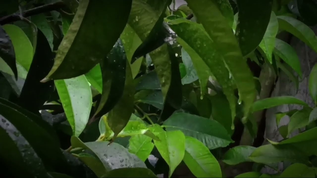 Rain on Leaves | Peaceful Rain Ambience for Deep Rest. Rain sounds for sleeping.