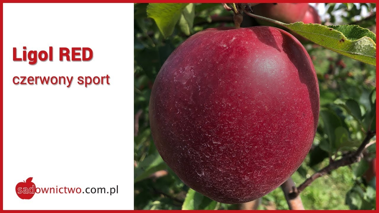 Ligol RED - czerwony Ligol [odmiany jabłoni / apple variety]
