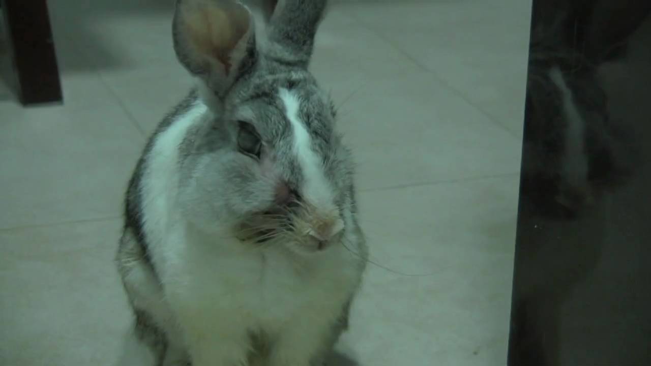 How To Cope When Your Rabbit Has An Abscess (Part 1) - Teeny's Tips