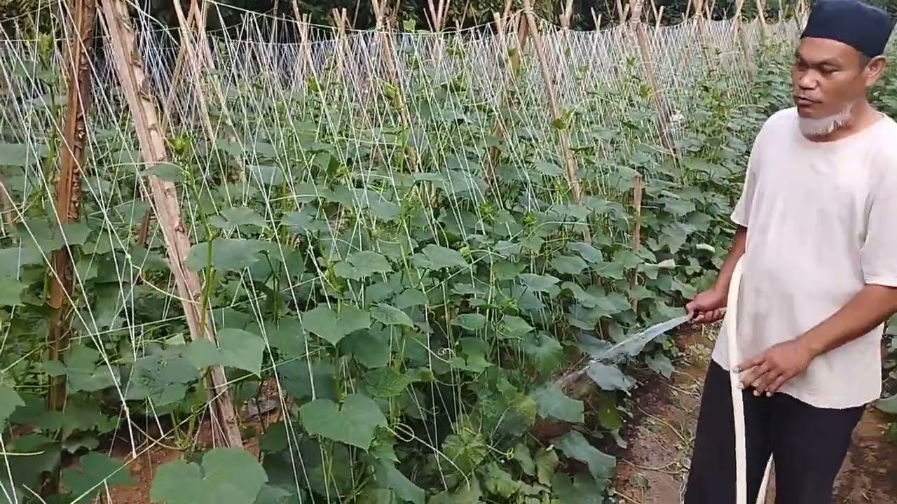 MENANAM TIMUN DENGAN LAHAN TERBATAS,HASIL BISA SAMPAI 12JT