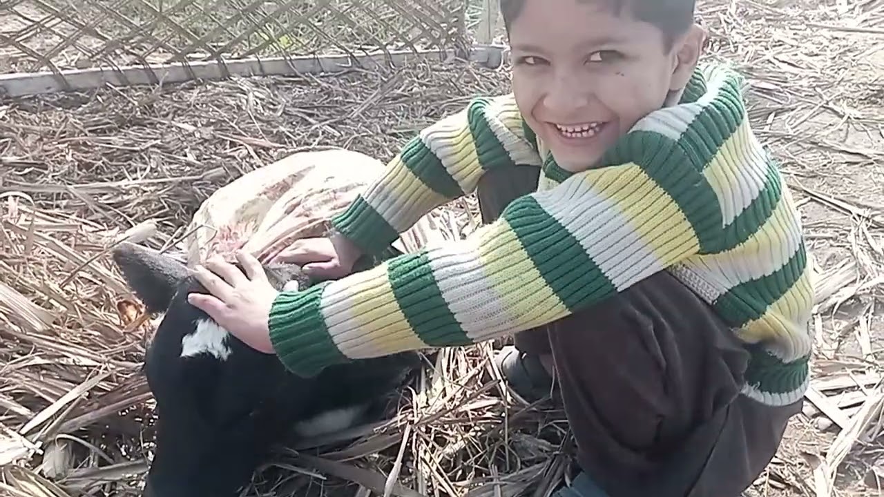 Calf Cow Baby