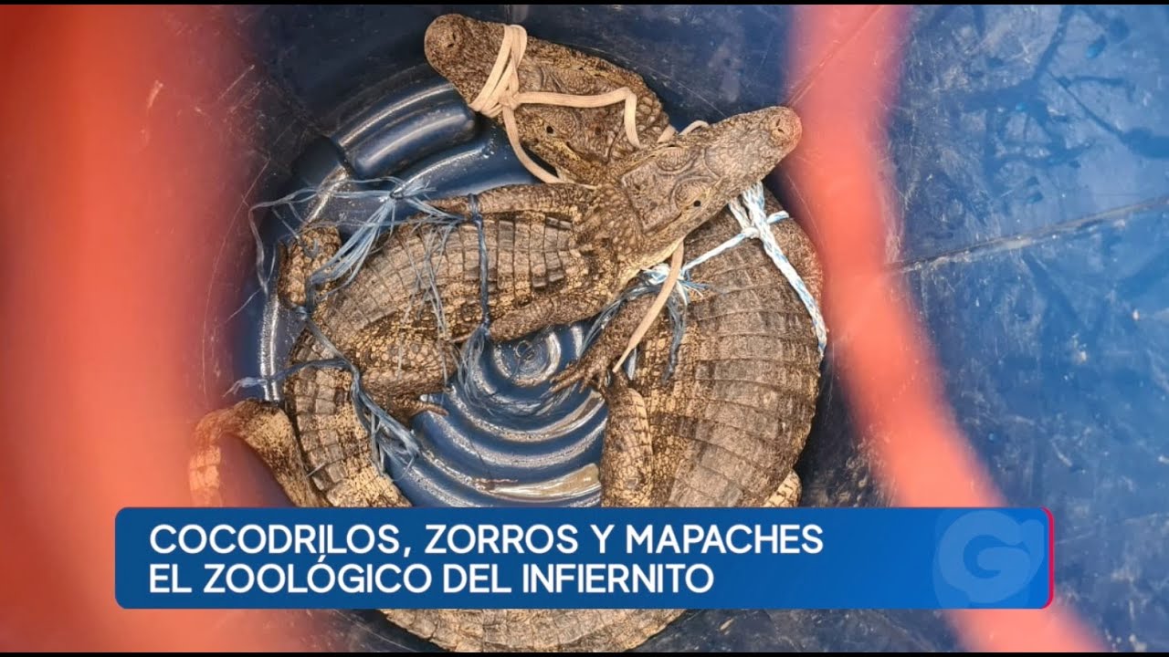 Así localizaron cocodrilos, zorros y mapaches durante requisa en cárcel El Infiernito en Escuintla